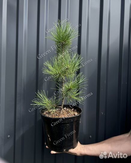 Кедр сибирский, саженцы 35-45 см, зкс, С5