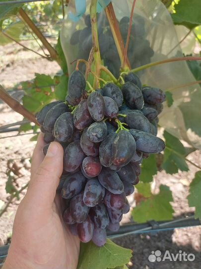 Саженцы и черенки винограда