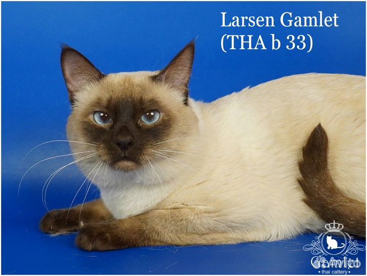 Тайские коты с родословной на льготных условиях