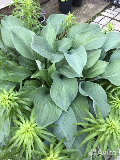 Хоста голубая