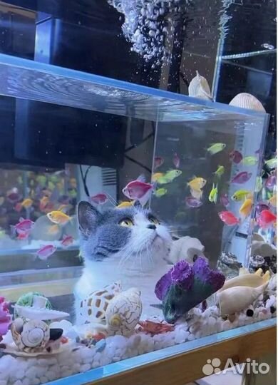 Аквариум для кота с панорамой
