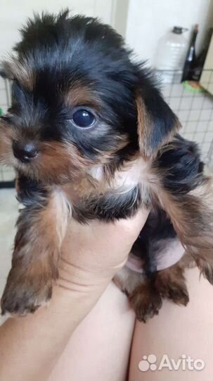 Щенки йоркшерского терьера