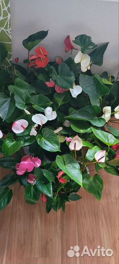 Комнатные цветы антуриум