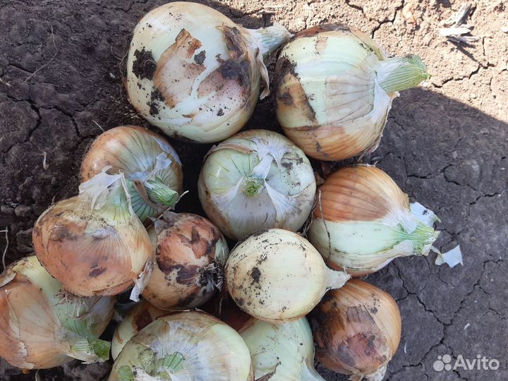 Продам молодой лук