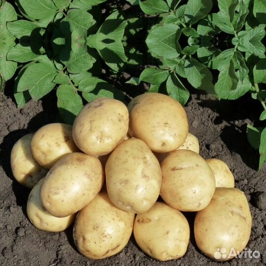 Картофель картошка Гала Балтика