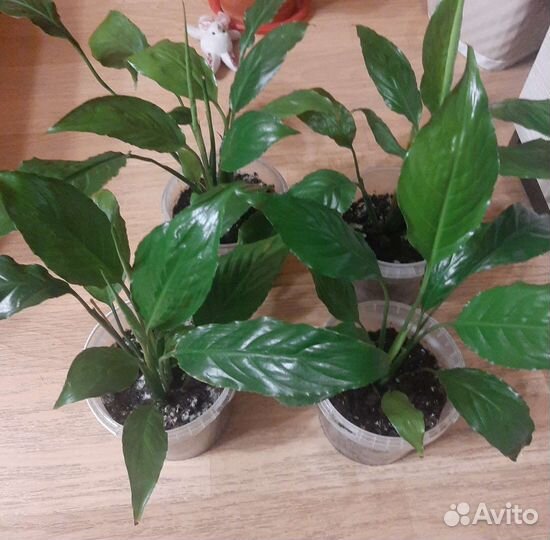 Спатифиллум комнатные цветы