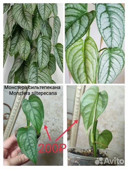 Разные мостеры