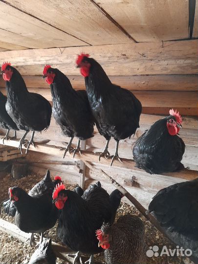 Мускусные утки тяжелые линии