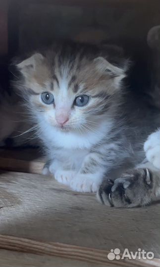 Шотландские вислоухие котята
