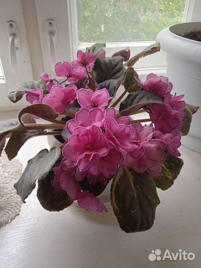 Фиалка сортовая