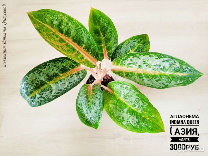Аглаонемы Азия, адапты
