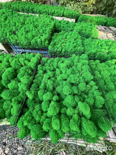 Мох для дизайна, 500г, цвет Лесной Зеленый