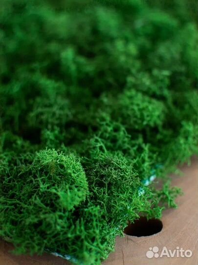 Стабилизированный мох оптом от производителя