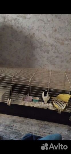 Декоративные кролики мини