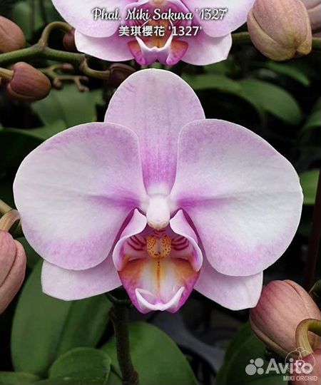 Орхидея фаленопсис Азия нецветущи