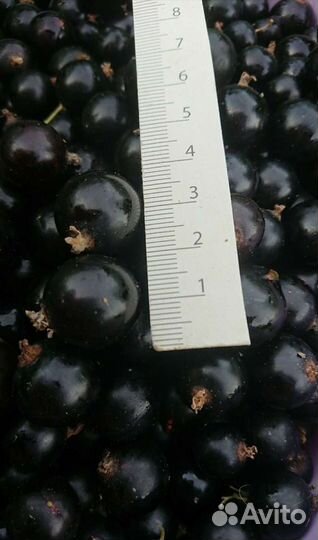 Саженцы чёрной смородины