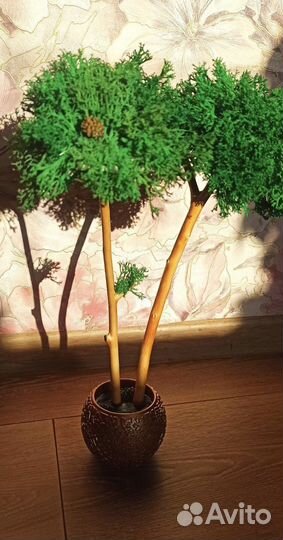 Стабилизированный мох дерево