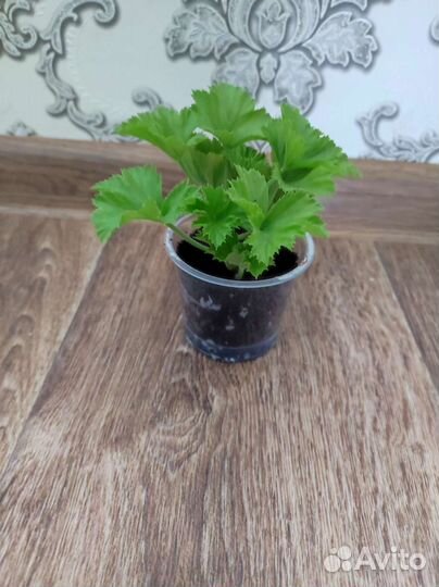 Королевская пеларгония