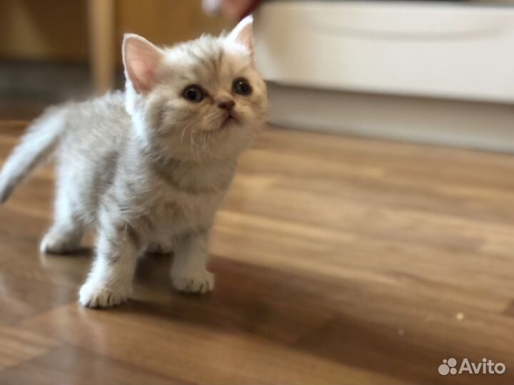 Шотландские котята