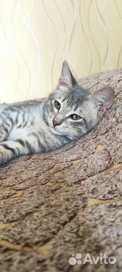 Котенок девочка 6 мес, привезу