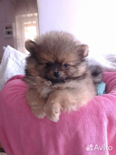 Щенки Малый немецкий Шпиц