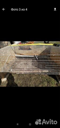 Клетка для перепелок и кур