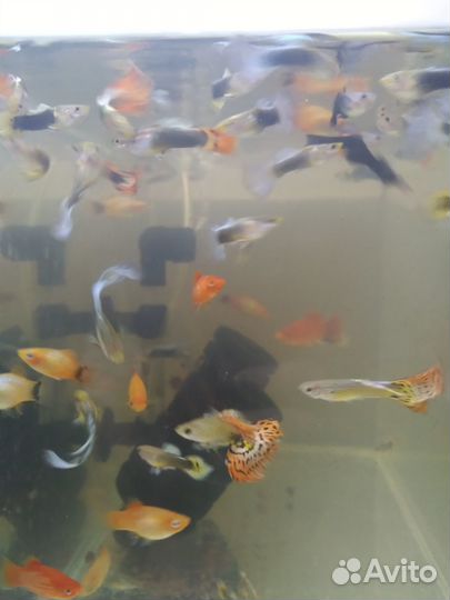 Аквариумные рыбки