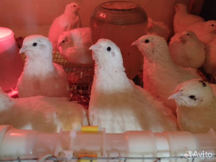 Инкубационные перепелиные яйца