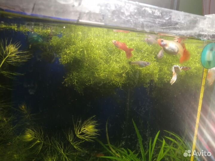 Плавающий мох для аквариума