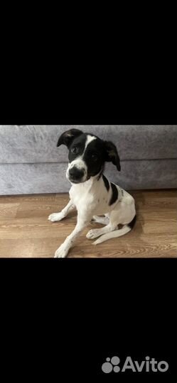 Щенок в добрые руки бесплатно