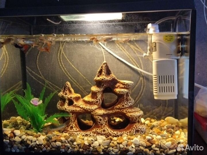 Аквариум с рыбками гуппи