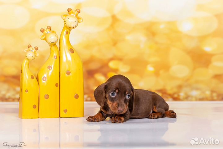 Мальчик кроличей таксы на условиях