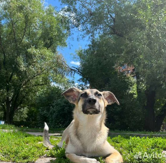 Щенок в добрые руки