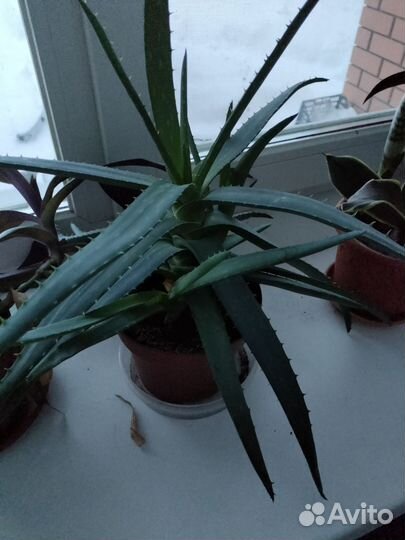 Домашние цветы