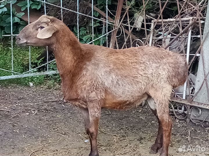 Баран, ярки курдючные