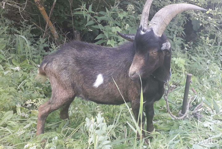 Зааненская коза и чешский козел