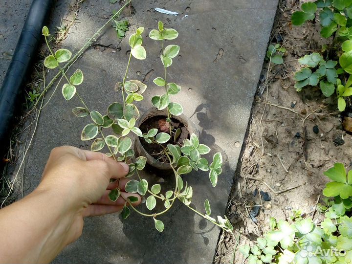 Растения для сада