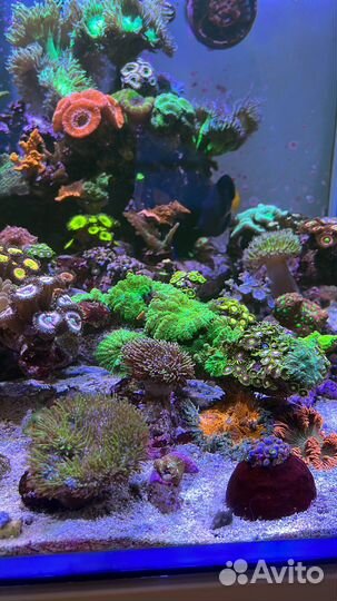 Морской аквариум