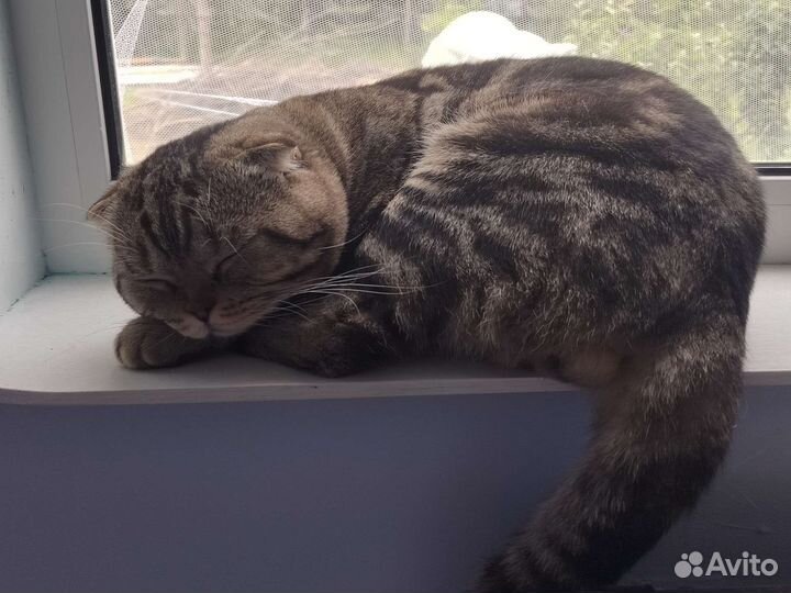 Шотландский кот на вязку