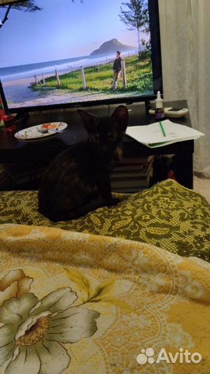 Котенок браш сфинкса, бесплатно