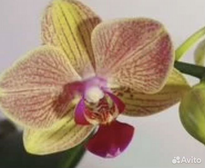 Орхидея фаленопсис Игритт