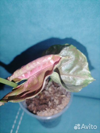 Сингониум imperial Еллоу