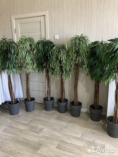 Искуственное дерево лонгифолии