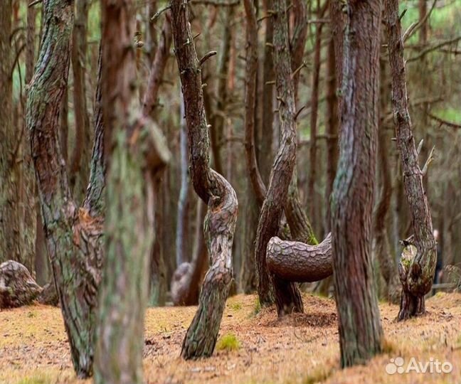Из Светлогорска на Куршскую косу. Высота Мюллера