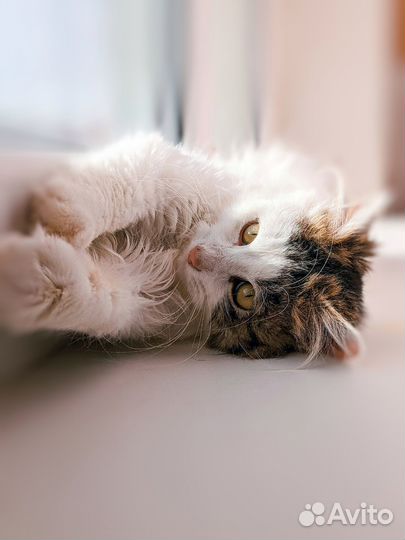 Котик Филечка ищет дом