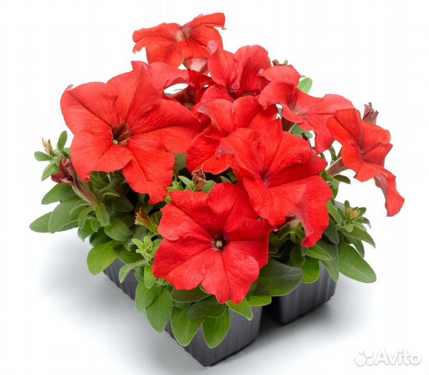 Рассада для доращивания Петуния красная red