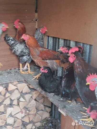 Молодые петушки помесные