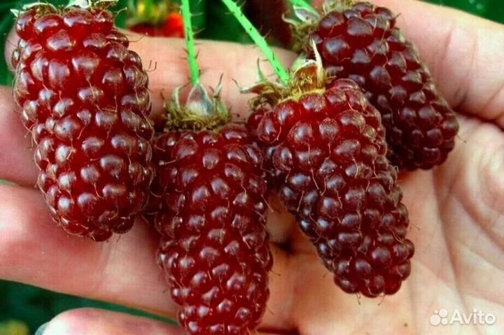 Ежемалина Логанберри, Северные саженцы