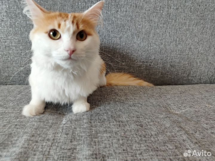 Кошки