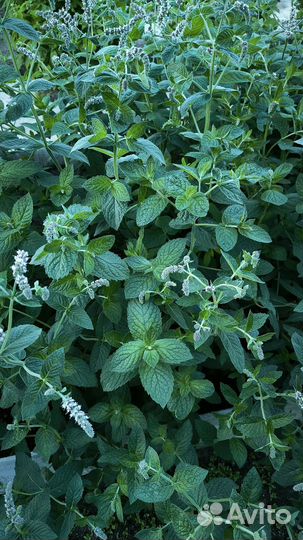 Мята садовая